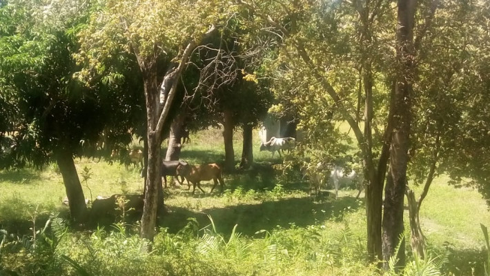 Zona da Mata de Barras do Marataoã-PI