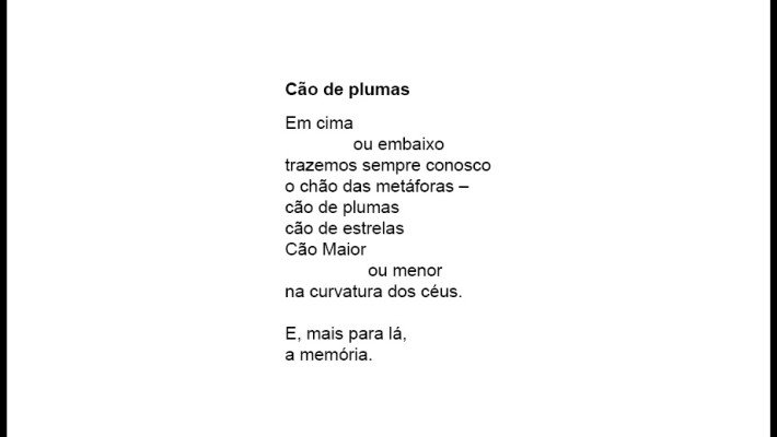 Cão de plumas