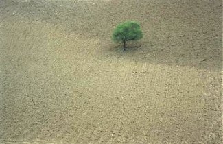 Abbas Kiarostami, poeta e cineasta