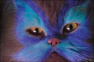 O gato