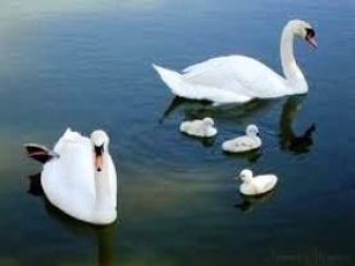 Os cisnes selvagens de Coole