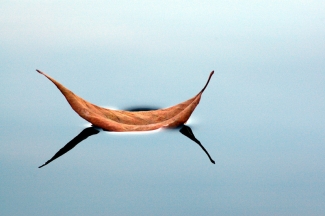 Cisne com uma asa só&#8207;