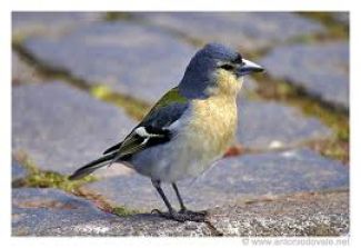 el pájaro