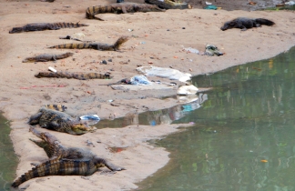 O fogo da labareda da serpente