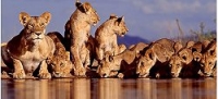 Fotógrafo passa dias mergulhado para flagrar leões