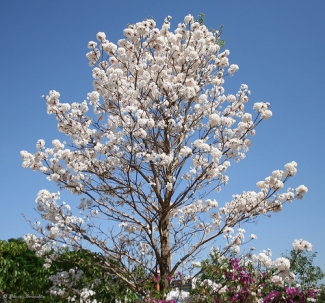 A floração dos ipês em Brasília