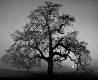 Ansel Adams, Aaron Copland e a arte